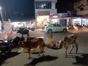 IMG_20230920_191916-300x226 घुमन्तु पशुओ पर लगाम लगाना भुला नगर पंचायत सिएमओ मुख्यमंत्री और बलरामपुर कलेकटर के आदेशों का अवहेलना मामला नगर पंचायत वाड्रफनगर की