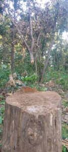 image_750x_6541e00f8d4af-135x300 सोनहत सागवन प्लान्टेसन में बेस कीमती वृक्ष की अवैध कटाई धडल्ले से,विभाग कुम्भकर्णी नींद में समाया..