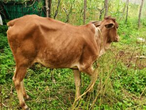 IMG-20240919-WA0395-300x225 गाय को खेत मे चरना पड़ा महंगा खाना पड़ा गोली आरोपी गिरफ्तार भेजा जा रहा है जेल।