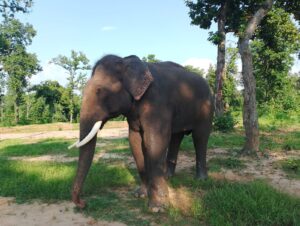 IMG-20240924-WA0476-300x226 वन्यजीव संरक्षण प्रयासों को आगे बढ़ाने और मानव पशु संघर्ष के प्रभावी प्रबंधन में हाथी राहत और पुनर्वास केंद्र रामकोला की है महत्वपूर्ण भूमिका