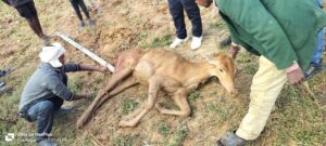 IMG20250101094129-300x135 निल गाय को कुत्ता ने किया घायल, हुई मौत मोरन पुलिया के पास की घटना जंगल विभाग की टीम मौके पर पहुंची