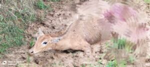 IMG_20250101_085930-300x135 निल गाय को कुत्ता ने किया घायल मोरन नदी पुलिया के पास की घटना