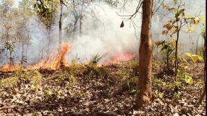 IMG_20250329_200753-300x168 जलती आग बुझाने वाला कोई नहीं रेंजर सिपाही मौन काल उठाना उचित नहीं समझा सुरजपुर घुर्ड रेंज की मामला