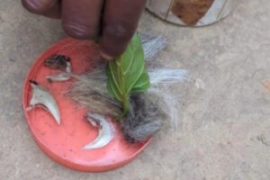 Tiger-nails-and-hairs-300x200 भैसामुंडा-रेवटी जंगल में बाघ की हत्या का खुलासा, महिला सरपंच समेत 6 आरोपी गिरफ्तार